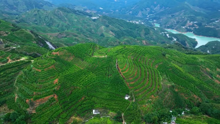 凤凰单丛破圈记-广东省农业农村厅ag旗舰厅网站首页“茶中香水”(图3)